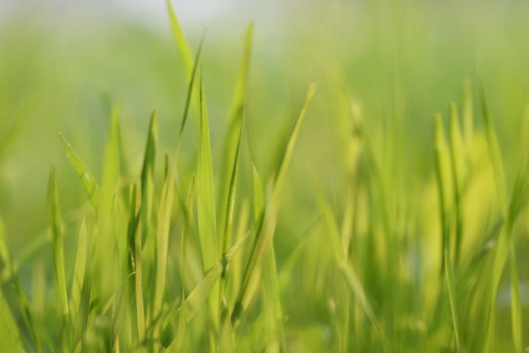 green stuff you spray on grass