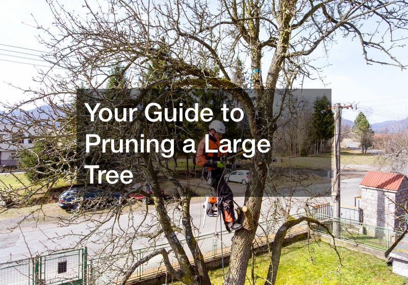 Your Guide to Pruning a Large Tree Pruning Automation