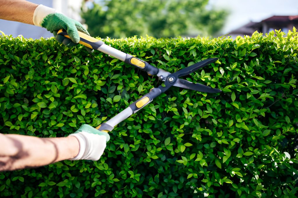 close-up of a shrub being trimmed
