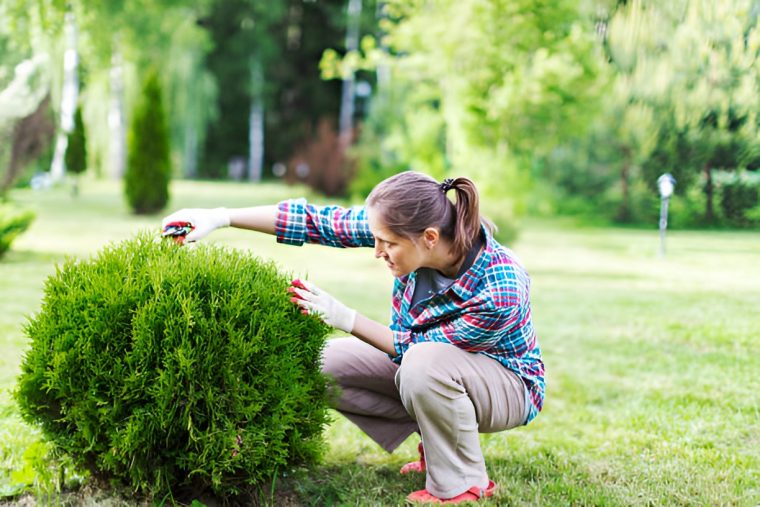 How to Prune Shrubs: The Ultimate Guide to Encourage Growth and Blooms woman pruning a shrub