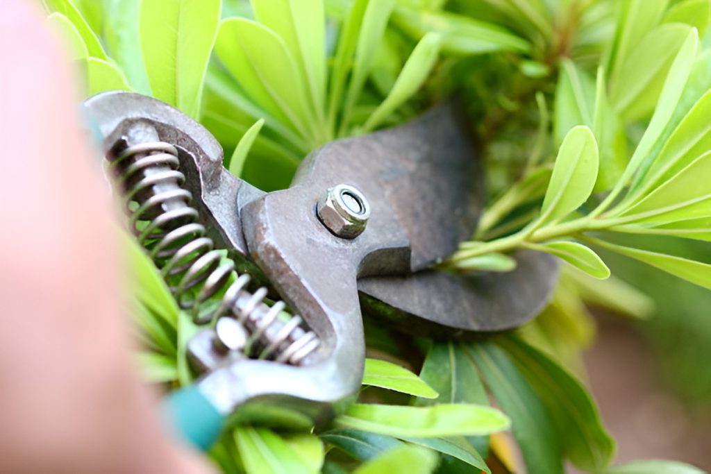 close-up of a shrub being pruned