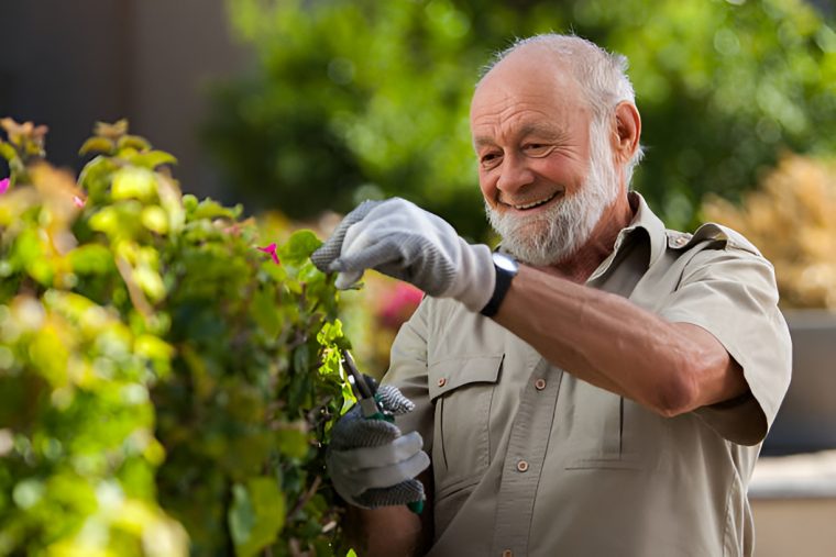 elderly man pruning a shrub