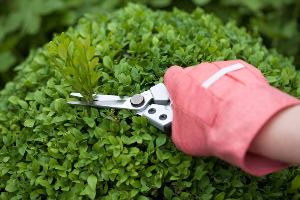 close-up of a shrub being pruned
